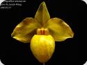 Paph. armeniacum